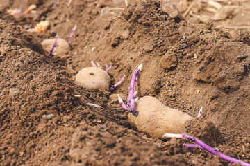 potato tubers germinated for planting in the ground for growth,
vegetable garden and growing potatoes,