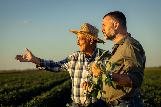 Two farmers in a field examining soy crop at sunset.