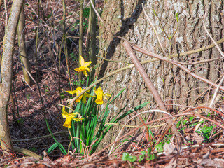 Narcissus in the undergrowth