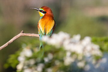 beautiful wild bird bee-eater on a flowering branch