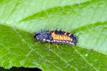 Larva of Harmonia axyridis Harlequin ladybug on leaf.