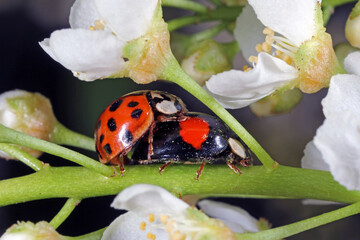 Harlequin ladybird (Harmonia axyridis) macro.