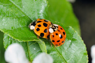 Harlequin ladybird (Harmonia axyridis) macro.