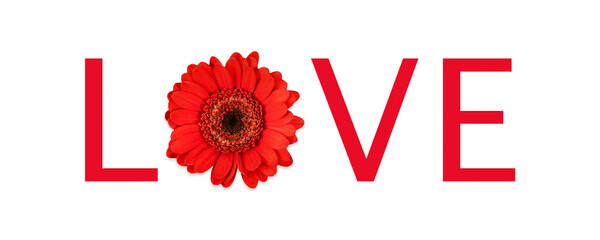 Red gerbera on a white background with the word love.