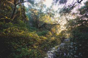View of hiking trail from Paleokastritsa to Lakones, Old Donkey path, Corfu, Kerkyra, Greece, Ionian sea islands, with olive grove forest and mountains, in a summer sunny day, trekking on Corfu