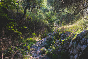 View of hiking trail from Paleokastritsa to Lakones, Old Donkey path, Corfu, Kerkyra, Greece, Ionian sea islands, with olive grove forest and mountains, in a summer sunny day, trekking on Corfu