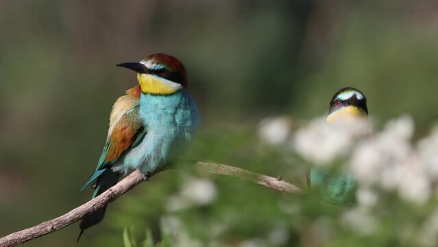 bee-eaters among spring flowering branches