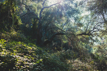 View of hiking trail from Paleokastritsa to Lakones, Old Donkey path, Corfu, Kerkyra, Greece, Ionian sea islands, with olive grove forest and mountains, in a summer sunny day, trekking on Corfu