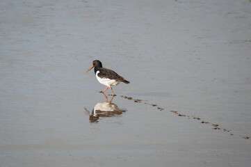 Oyster Catcher walking through the mud