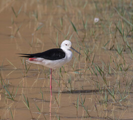 Two water birds wading in the water; Black-winged stilts from Udawalawe National Park Sri Lanka