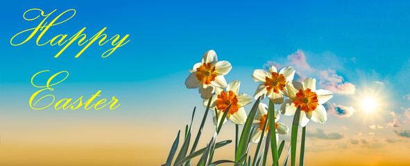 Fototapeta na wymiar Happy Easter - Fresh spring daffodils against blue sky