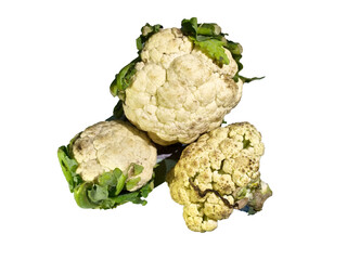 Raw heritage seasonal cauliflowers vegetables on white background