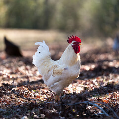 white rooster on the farm