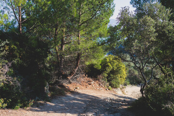 View of hiking trail from Paleokastritsa to Lakones, Old Donkey path, Corfu, Kerkyra, Greece, Ionian sea islands, with olive grove forest and mountains, in a summer sunny day, trekking on Corfu