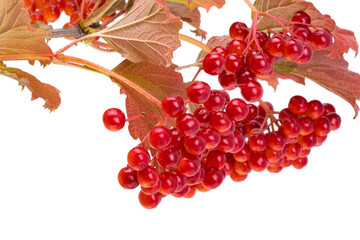red bunch of viburnum isolated