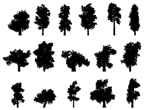 Deciduous tree silhouette collection. Set of deciduous tree silhouette