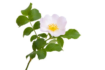 rosehip rose isolated