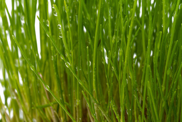 green grass isolated
