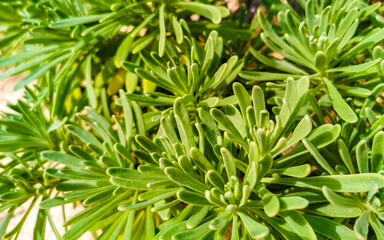 Green tropical caribbean beach plants flowers and trees in Mexico.