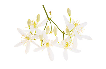 honeysuckle flower isolated