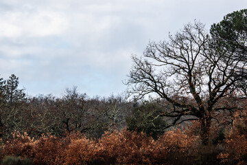 tree and sky