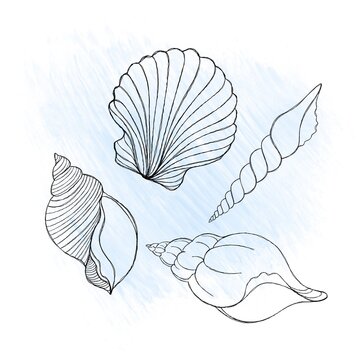 recommend clip art: Line art illustration of a seashell on blue watercolor background. Shell tattoo idea. Hand drawn nautical engraving of nautical prints isolated on white background