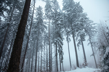 road in winter forest in fog