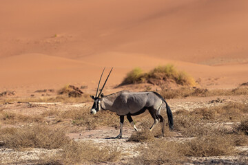 oryx antelope at sossusvlei national park