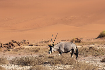 Fototapeta premium oryx antelope at sossusvlei national park