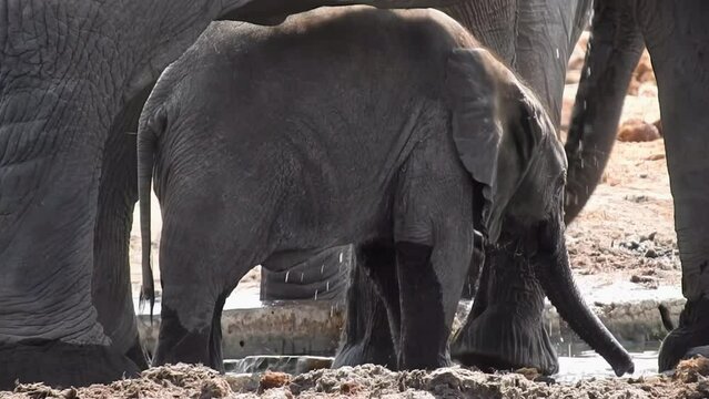 Baby Elefant an einem Wasserloch im Etosha Nationalpark Namibia. Er wei&szlig; noch nicht so recht mit seinem R&uuml;ssel umzugehen.