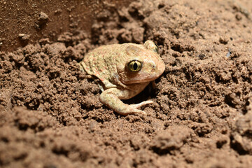 The frog hides in a hole.