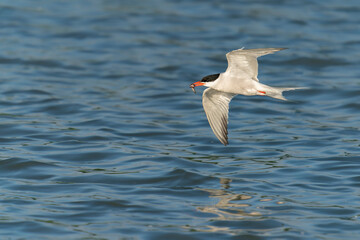 Common Tern (Sterna hirundo) flies very low above the water. Common Tern caught a small fish. Gelderland in the Netherlands. 