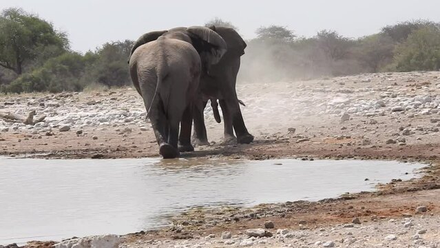Zwei riesige m&auml;nnliche Elefantenbullen k&auml;mpfen an einem Wasserloch im Etosha Nationalpark Namibia