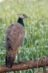 A peahen looking back