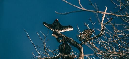 vulture spreading wings in a tree
