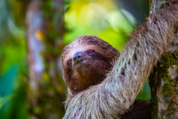 portrait of a cute wild sloth captured in costa rica, funny wildlife of costa rica, costa rican...