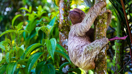 portrait of a cute wild sloth captured in costa rica, funny wildlife of costa rica, costa rican wild animals
