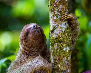 portrait of a cute wild sloth captured in costa rica, funny wildlife of costa rica, costa rican wild animals