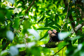 cute wild capuchin monkey with baby on the back sitting on the branch in manuel antonio national park near quepos in costa rica; wildlife of costa rica