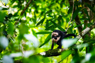 cute wild capuchin monkey with baby on the back sitting on the branch in manuel antonio national park near quepos in costa rica; wildlife of costa rica