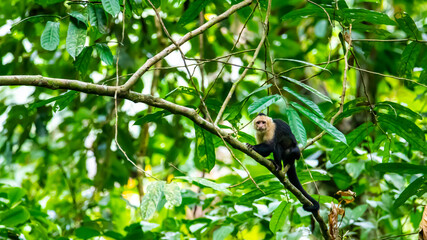 wild capuchin monkey on the branch in manuel antonio national park near quepos in costa rica; wildlife of costa rica