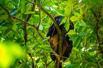 wild howler monkey on the branch in manuel antonio national park near quepos in costa rica; wildlife of costa rica