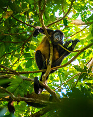 wild howler monkey on the branch in manuel antonio national park near quepos in costa rica; wildlife of costa rica