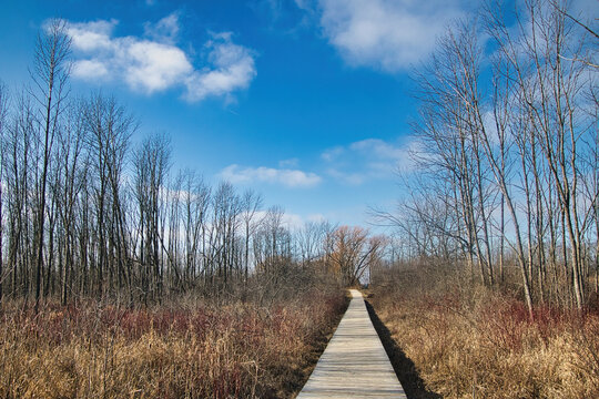 Under a partly cloudy blue sky on a snowless Winter day in Wisconsin, a wooden boardwalk passes through a marsh and forest of bare trees at Lion's Den Gorge, near Grafton. - Powered by Adobe