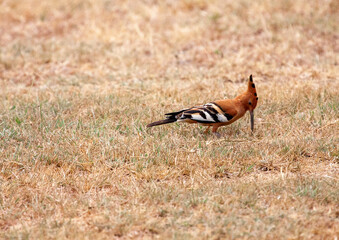 Afrcan hoopoe (Upupa africana) feeding in grass