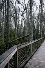 wooden bridge in the woods
