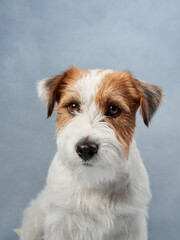 beautiful portrait of wirehaired jack russell terrier. Dog on blue texture background in studio