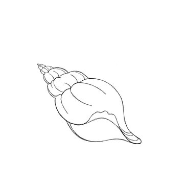 recommend clip art: Line art illustration of a seashell on blue watercolor background. Shell tattoo idea. Hand drawn nautical engraving of nautical prints isolated on white background