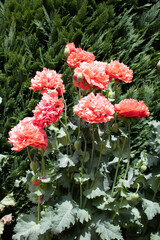 Poppies in the garden.