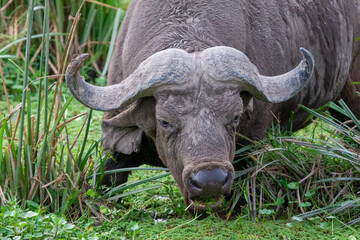 Cap buffalo (Syncerus caffer) grazing in swamp